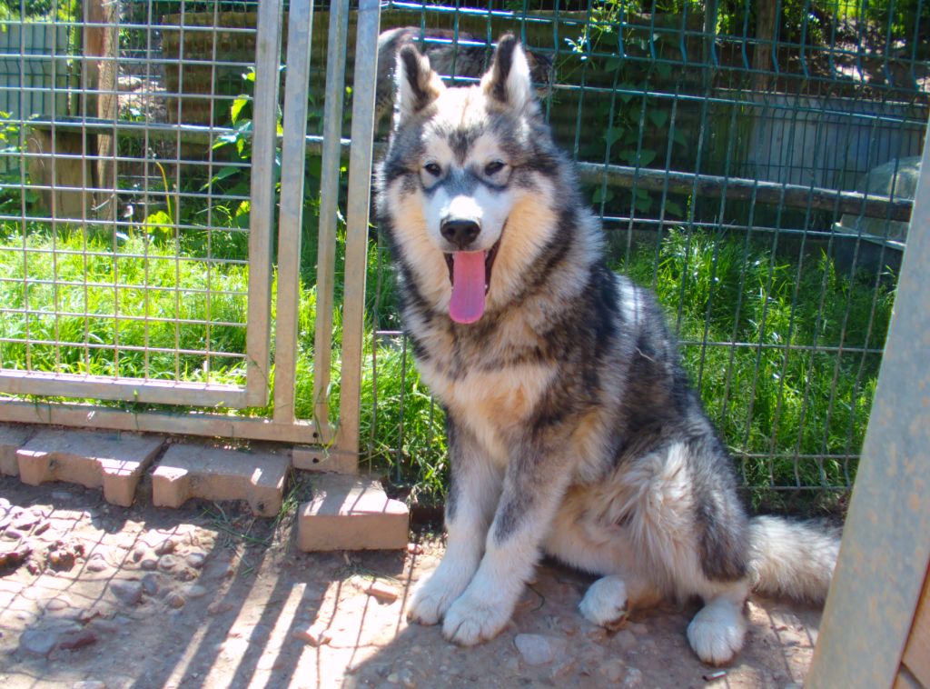 Poudreska - Chiot disponible  - Alaskan Malamute