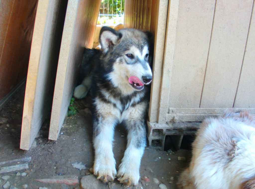 Poudreska - Chiot disponible  - Alaskan Malamute